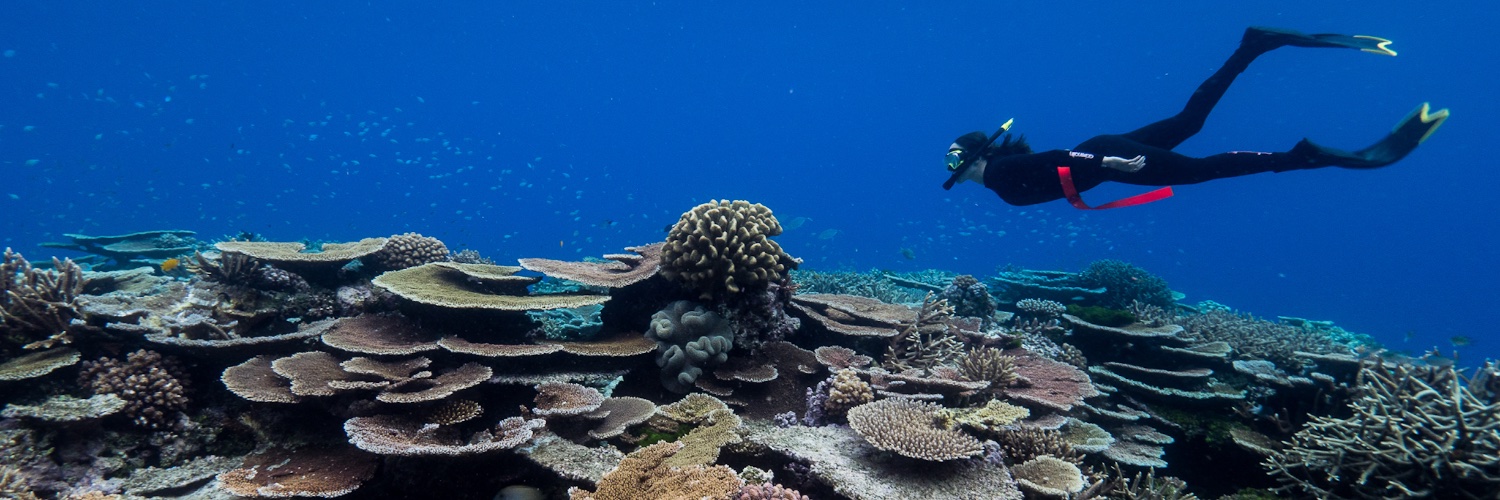 Reef Ecologic banner