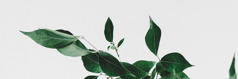 Ottavia Lepera banner