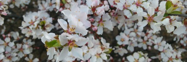 mifuyu74656 Profile Banner
