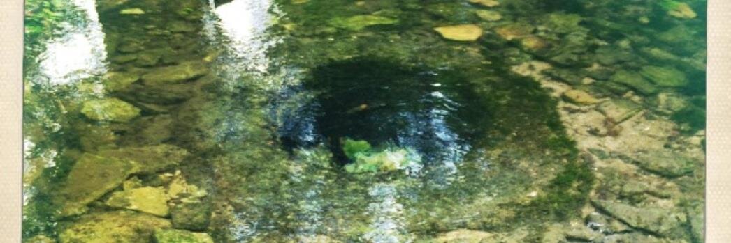 Vanessa Taylor banner