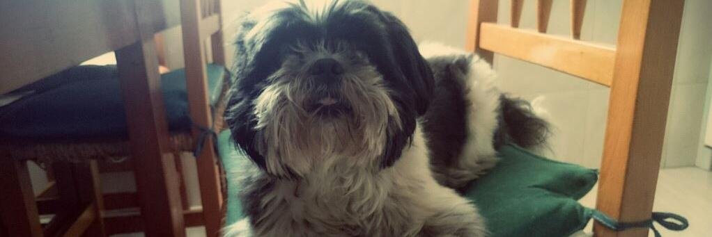 Beatriz Redondo banner