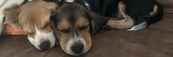 rerunnat Profile Banner