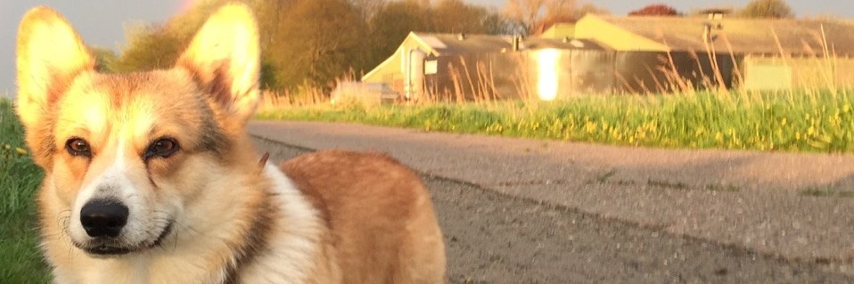 borkycorg's profile banner image