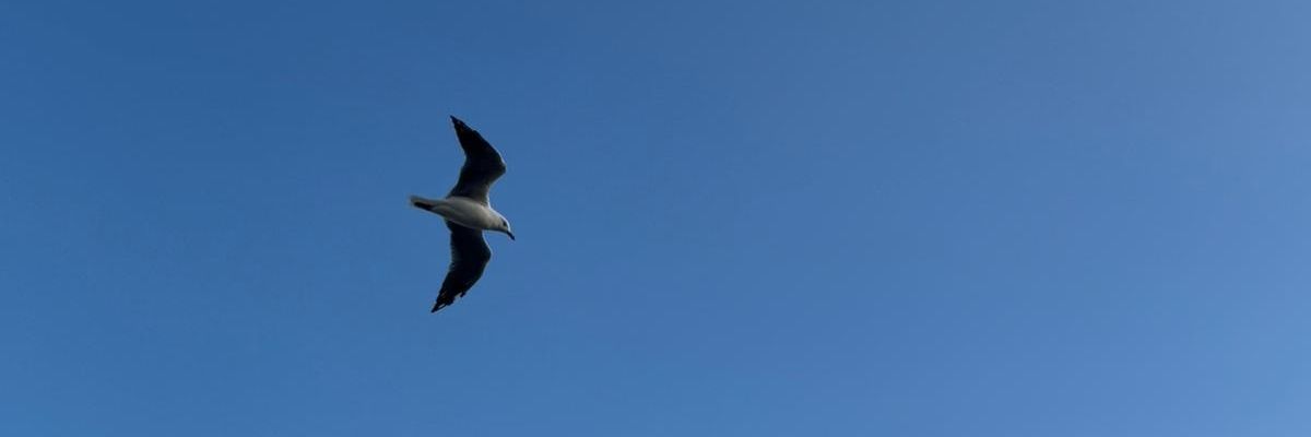 junqi_k's profile banner image