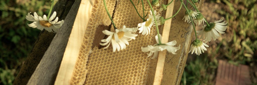 Irish_Bees's profile banner image