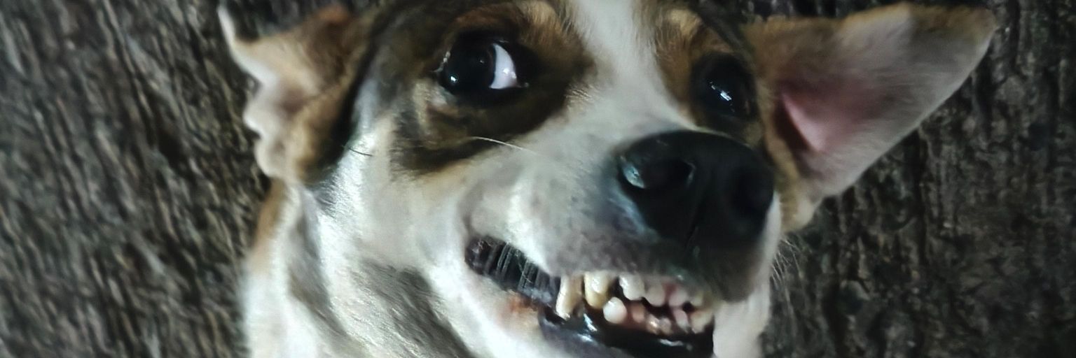 capivarabarbuda's profile banner image
