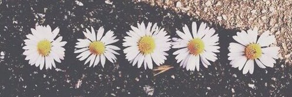 ZainebDanish Profile Banner