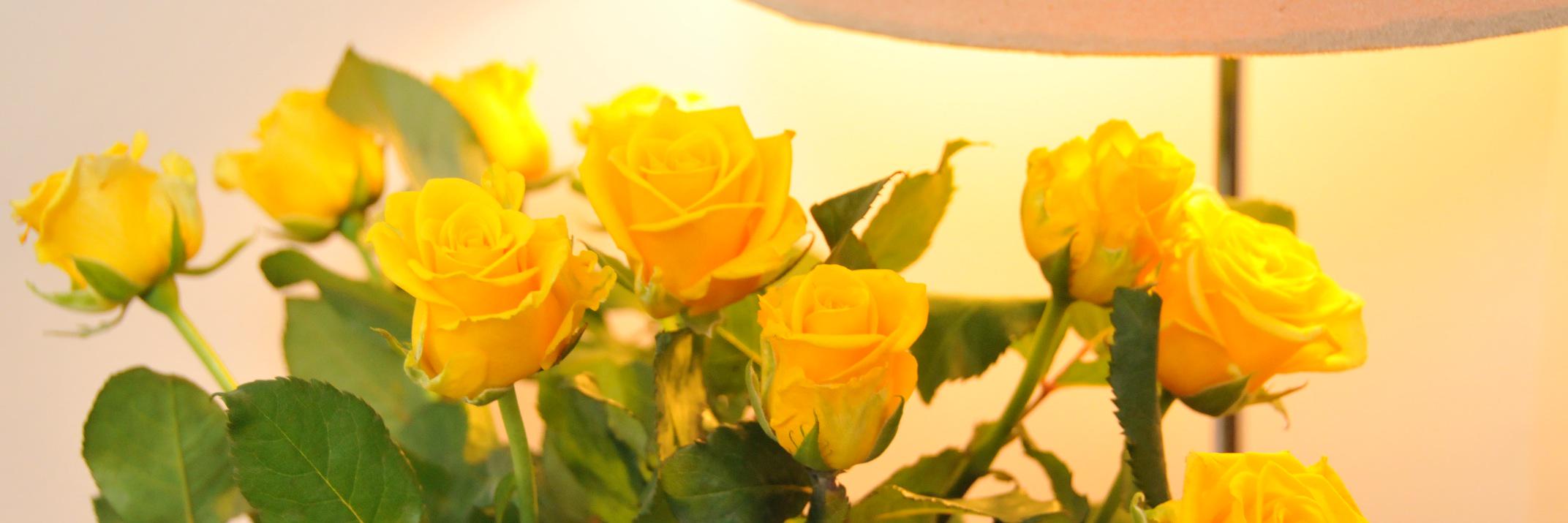 MicheleTabone's profile banner image