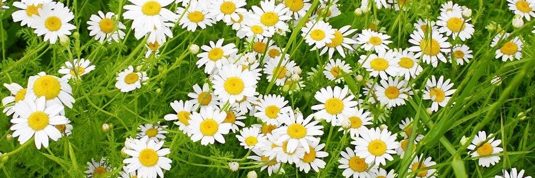 Flower_Gab's profile banner image