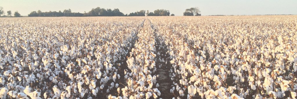 Southern_Soils's profile banner image