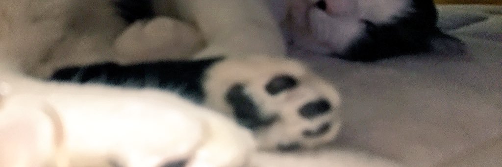 ChatonChevalier's profile banner image