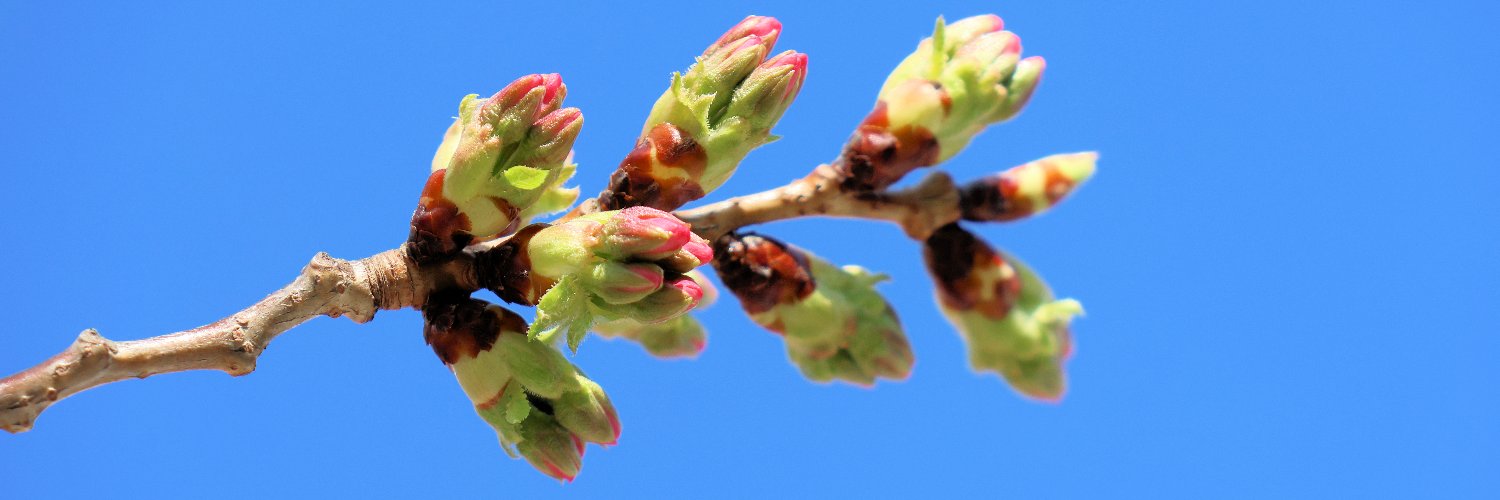 BlossomBlogger's profile banner image
