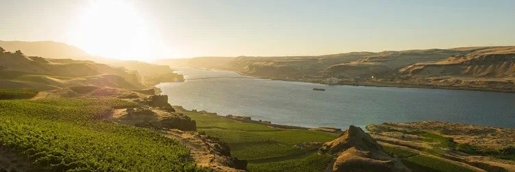 Desolation Angel banner