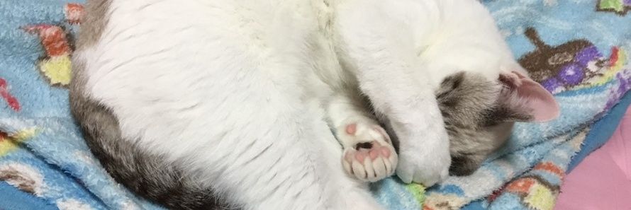 Kids4cat3dog2's profile banner image