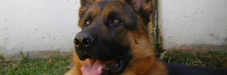 FLazzatti's profile banner image