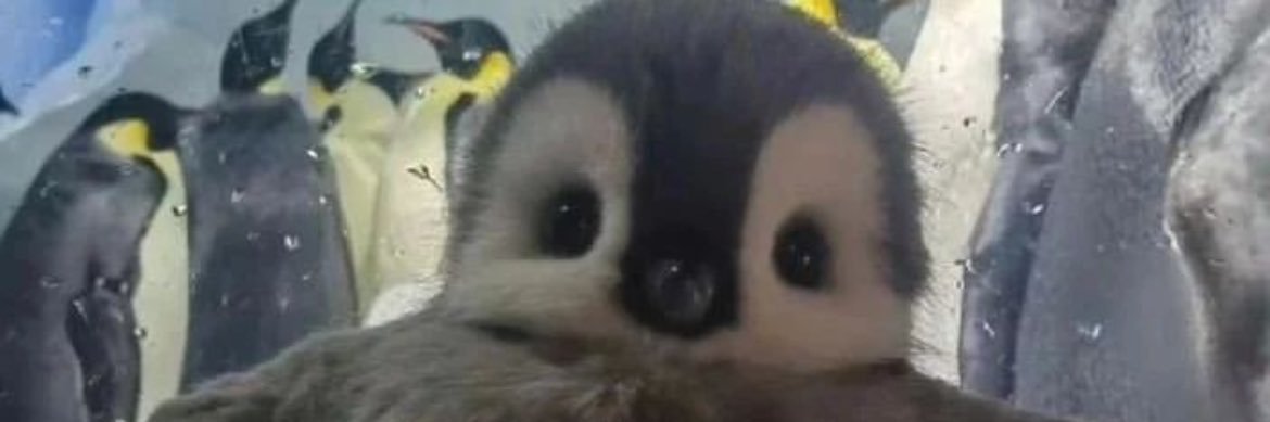 pengaurs's profile banner image