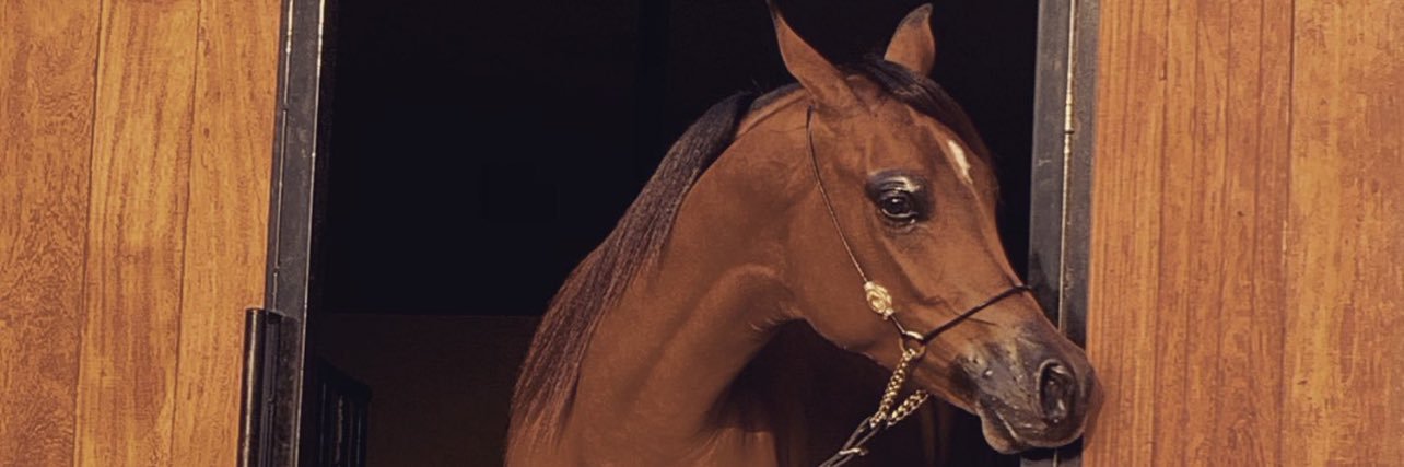 MAlmodhhy's profile banner image
