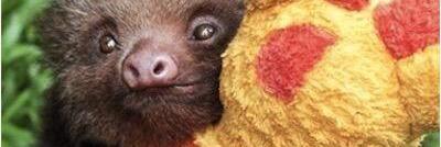 HamishPig's profile banner image