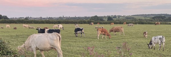 Louperb Profile Banner