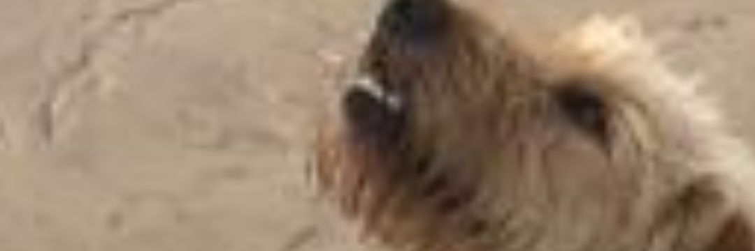 HarryPo456's profile banner image