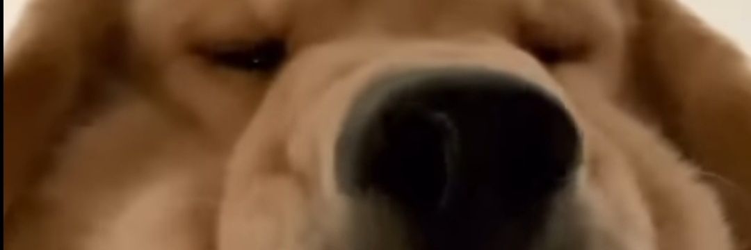 signed_beans's profile banner image