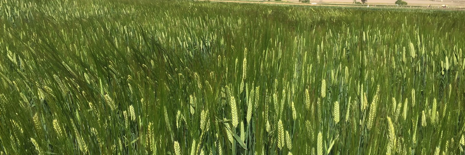 Hannah Robinson banner