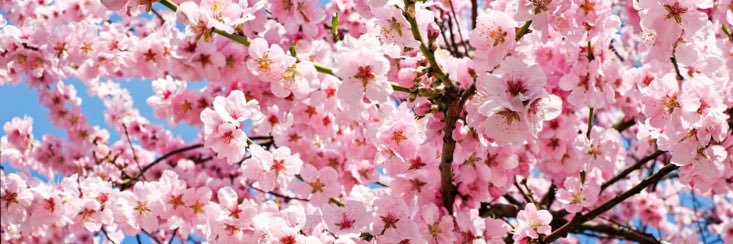 Niki Atkinson banner