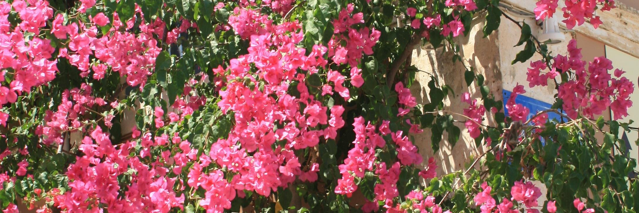 ioannapap2's profile banner image