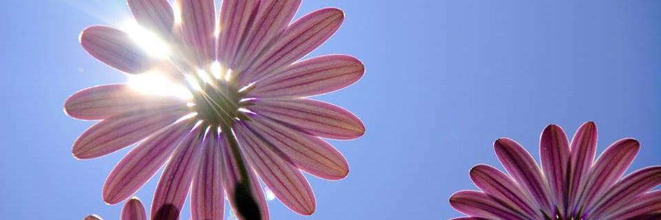 spunkyrbits's profile banner image