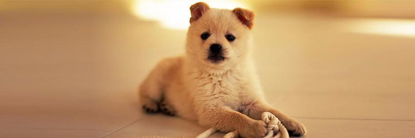 _FirstClassPets's profile banner image