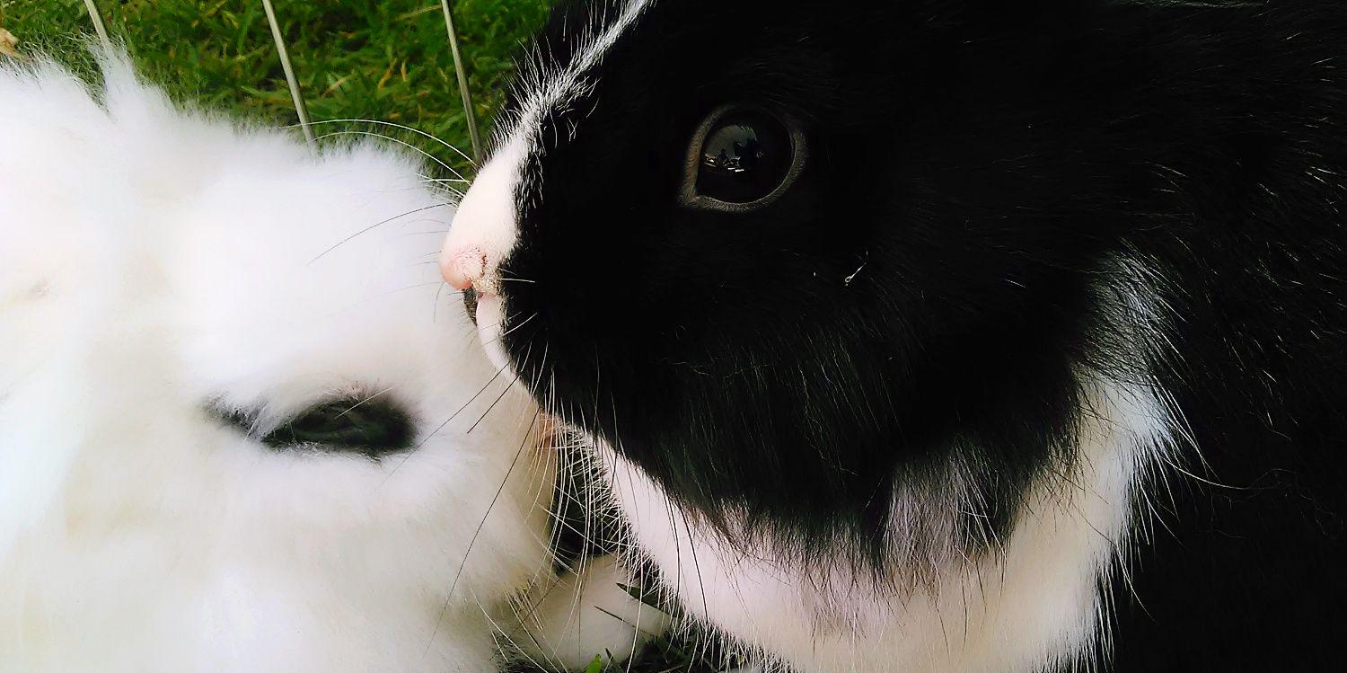 BunnyBunchFV's profile banner image