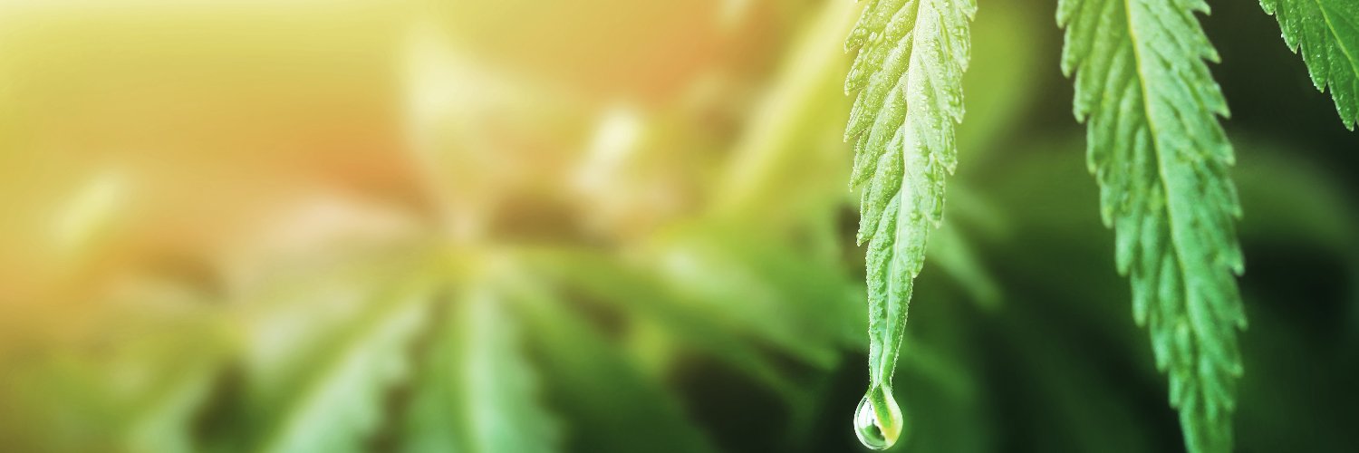 CGBCannGlobal's profile banner image
