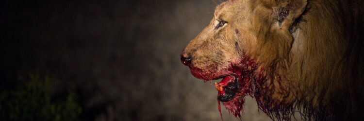 👑Simba🦁 banner