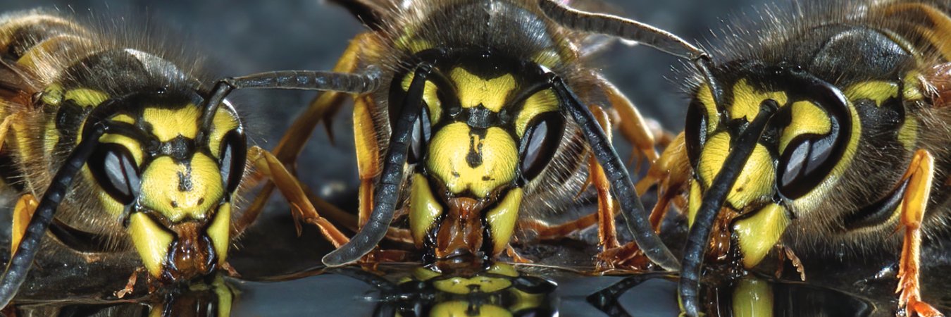 Ecological Entomology banner