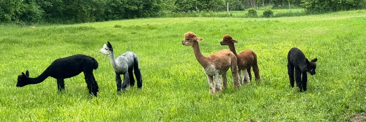 Stephanie Aliaga banner