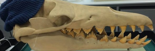 Ben Francischelli banner