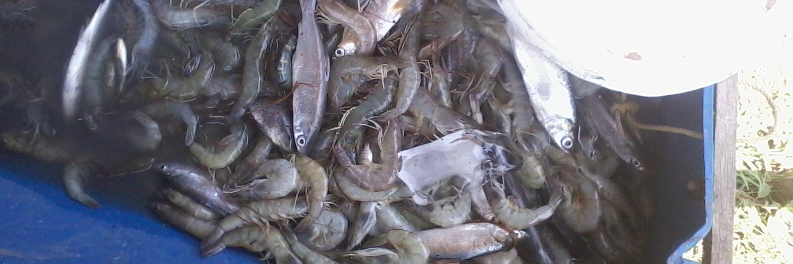 budibayu2174's profile banner image