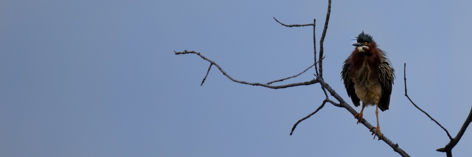 Julia 🐔🐈 banner