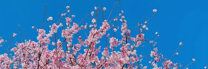 karari_n's profile banner image
