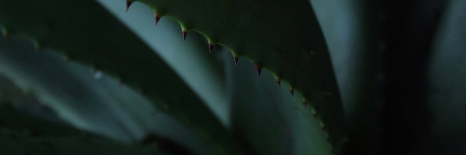 totemtam's profile banner image