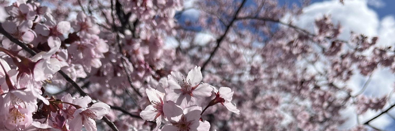 赤桜 banner