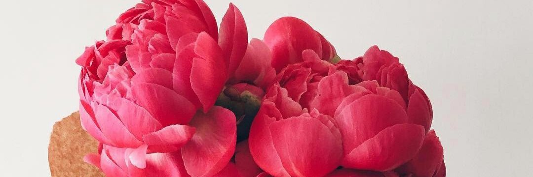 AliceFox44's profile banner image