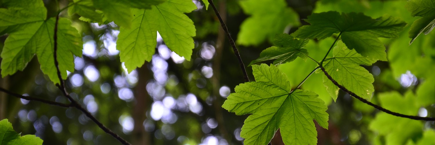 Forstkammer BW e.V. banner