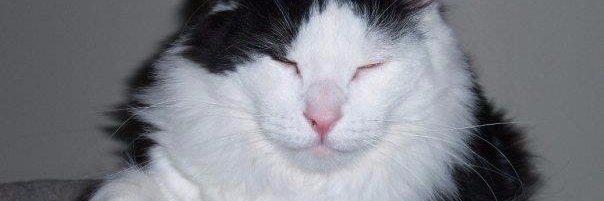 cdndude's profile banner image