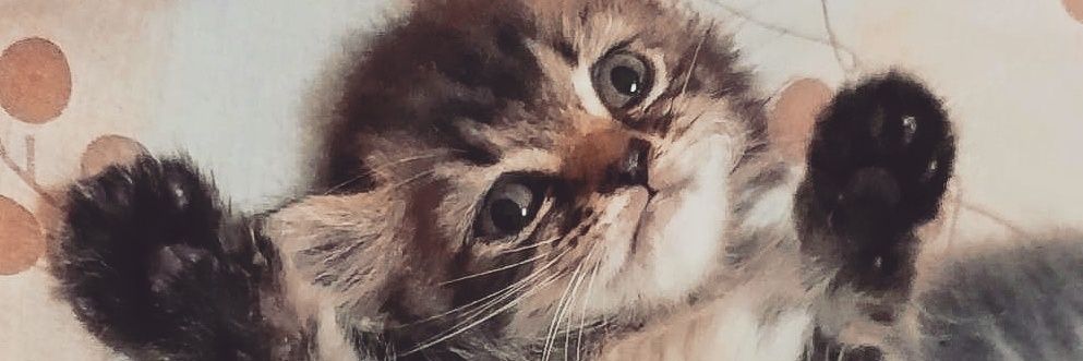 faizzatunnisa's profile banner image