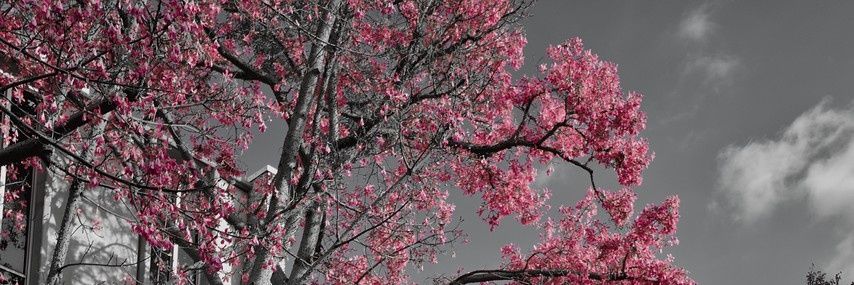 lucyaracav's profile banner image