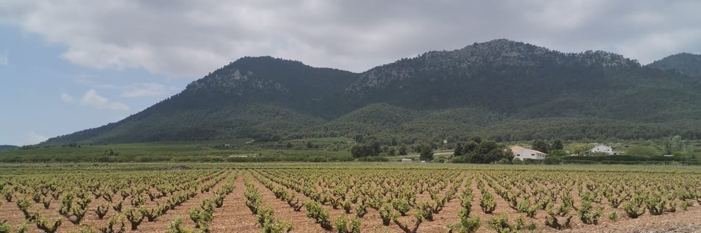 Bodega Balcona banner