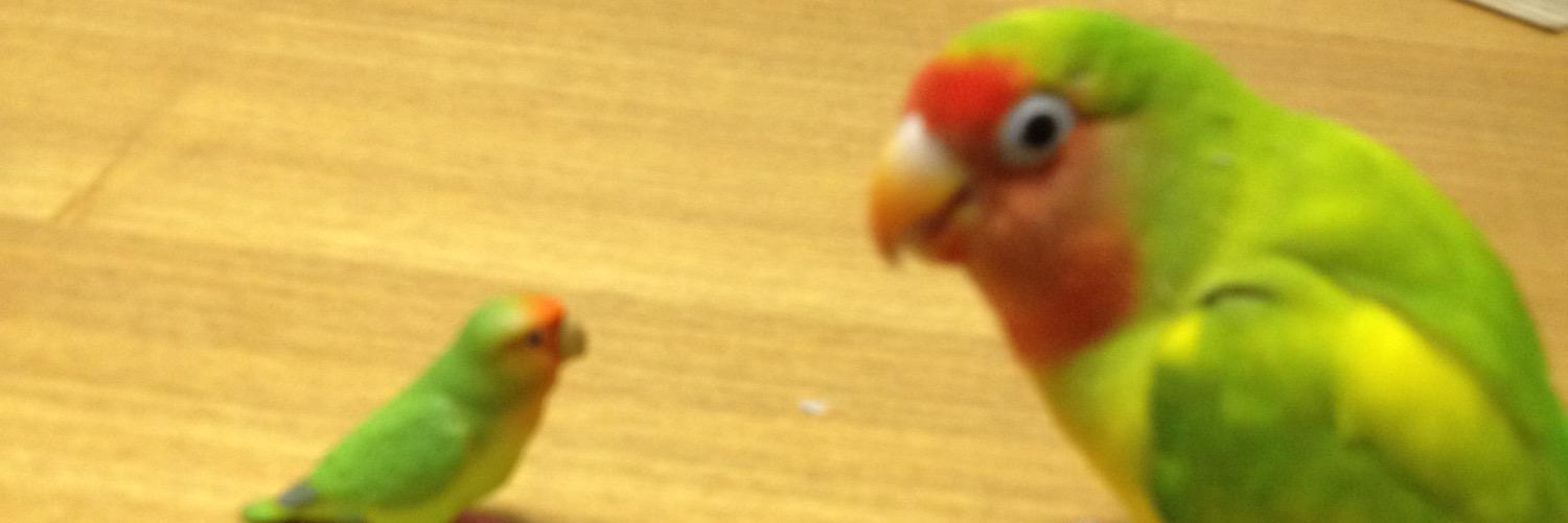 まきもっこ💛🧡💚 banner