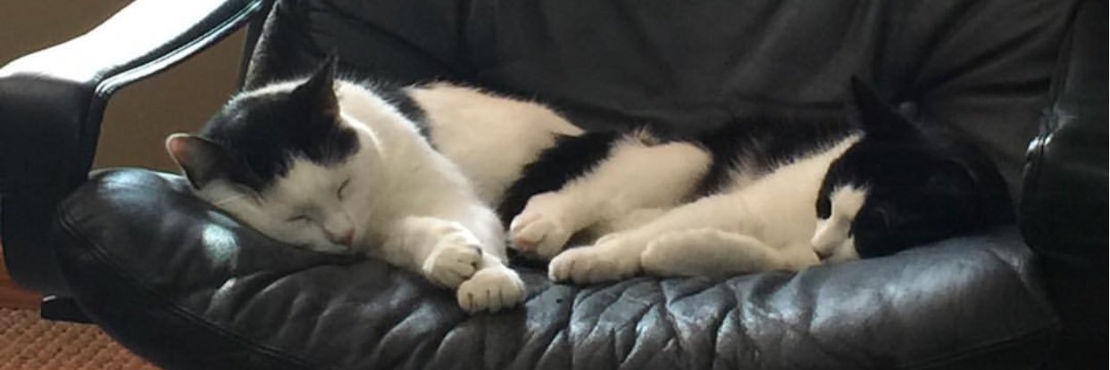 ColonOxGoPee's profile banner image
