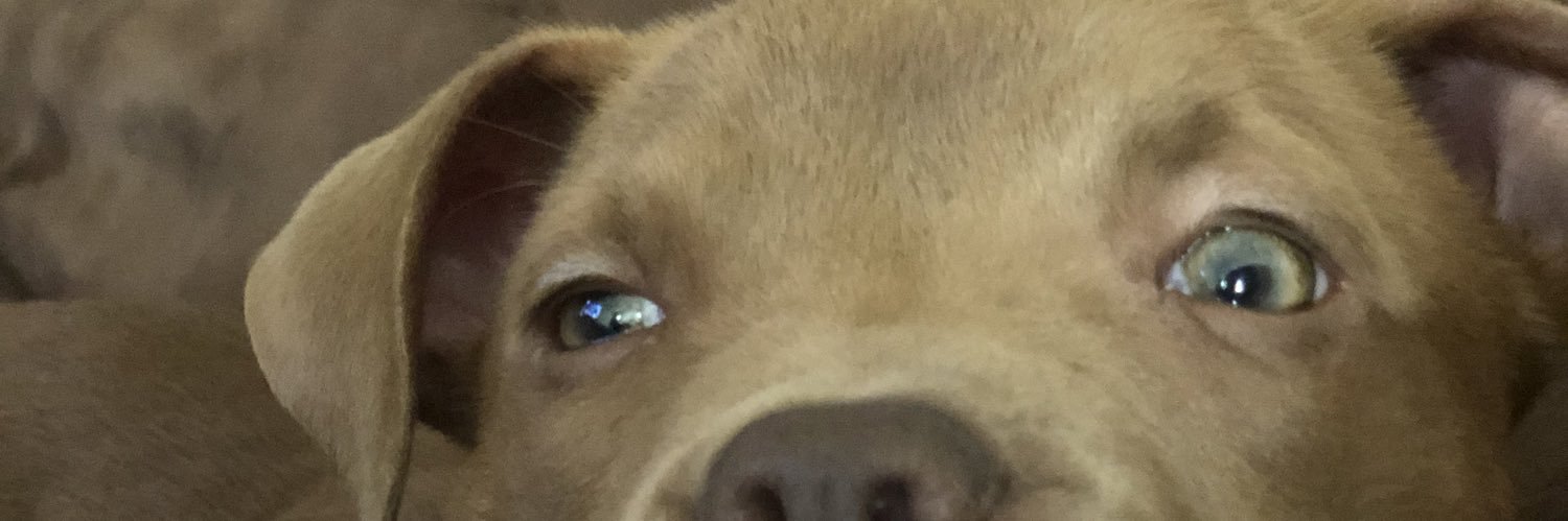 RebekahCanWrite's profile banner image